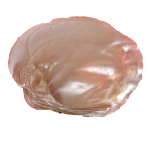 madreprerola