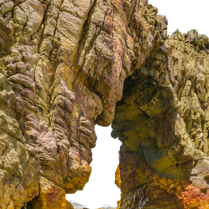 opalina